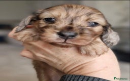 Miniature Dachshund dogs for sale: Lovely coat miniature Dachshund puppies - Image 5