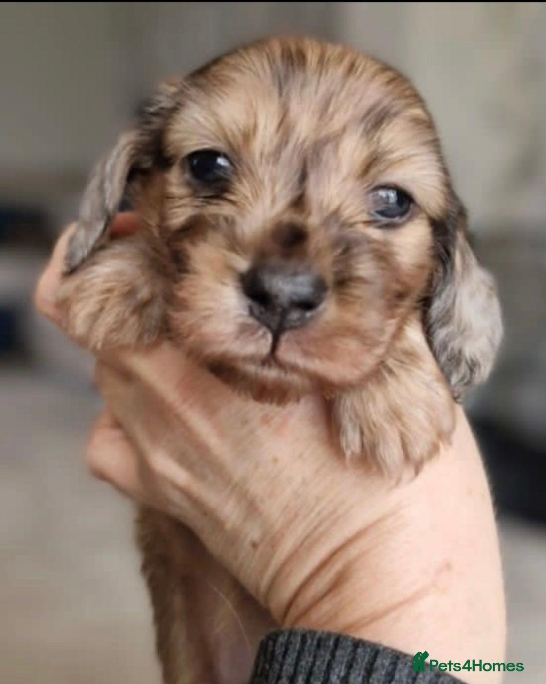 Miniature Dachshund dogs for sale: Lovely coat miniature Dachshund puppies - Image 5