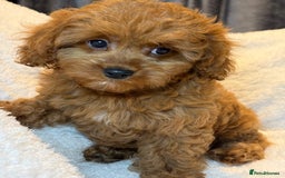 Cavapoo dogs for sale: F1 stunning red Cavapoo girl  fully vaccinated  - Image 5