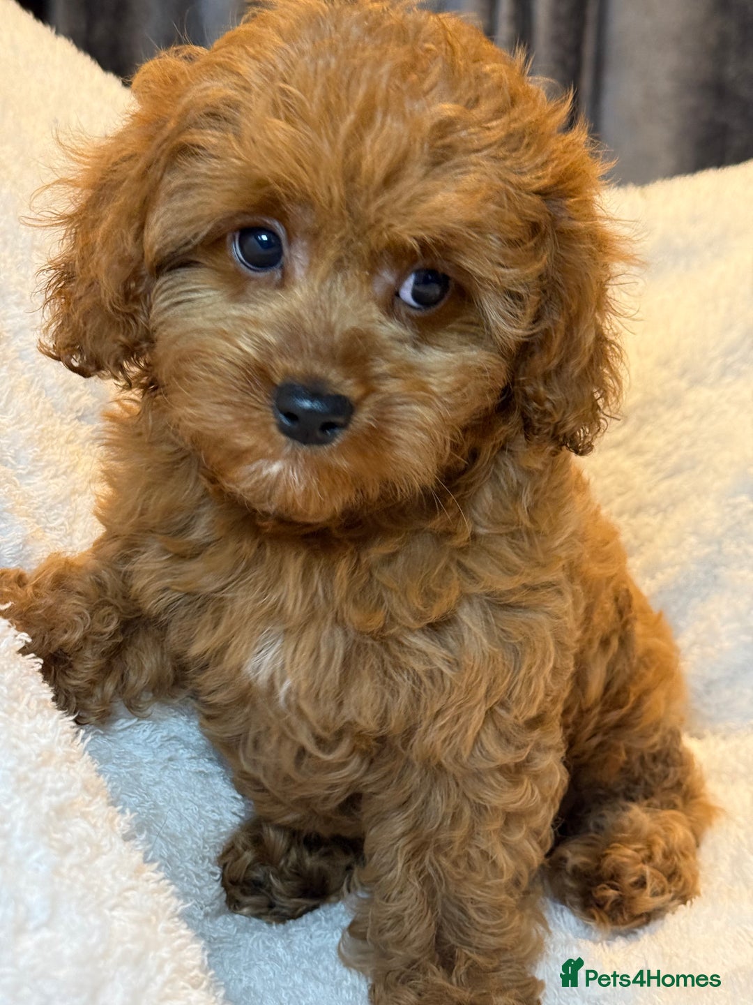 Cavapoo dogs for sale: F1 stunning red Cavapoo girl  fully vaccinated  - Image 5