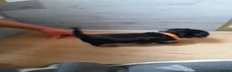 Yorkshire Terrier dogs for sale: Beautiful puppies - Advert 9