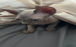 Sphynx cats for sale: Amazing boy. - Image 11