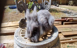 Lionhead rabbits for sale: Rabbit - Image 4