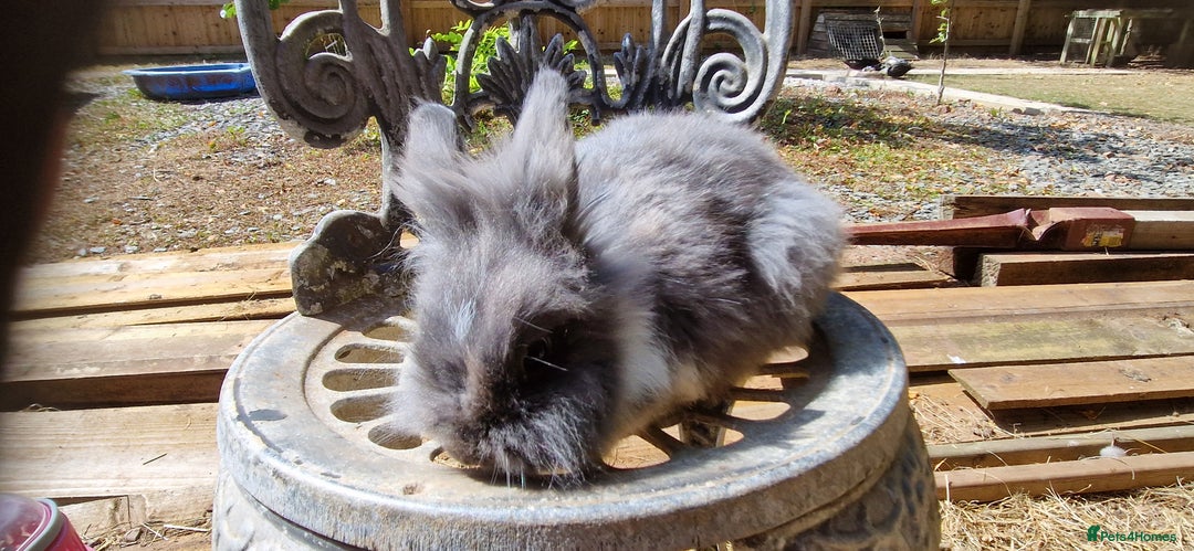 Lionhead rabbits for sale: Rabbit - Image 4