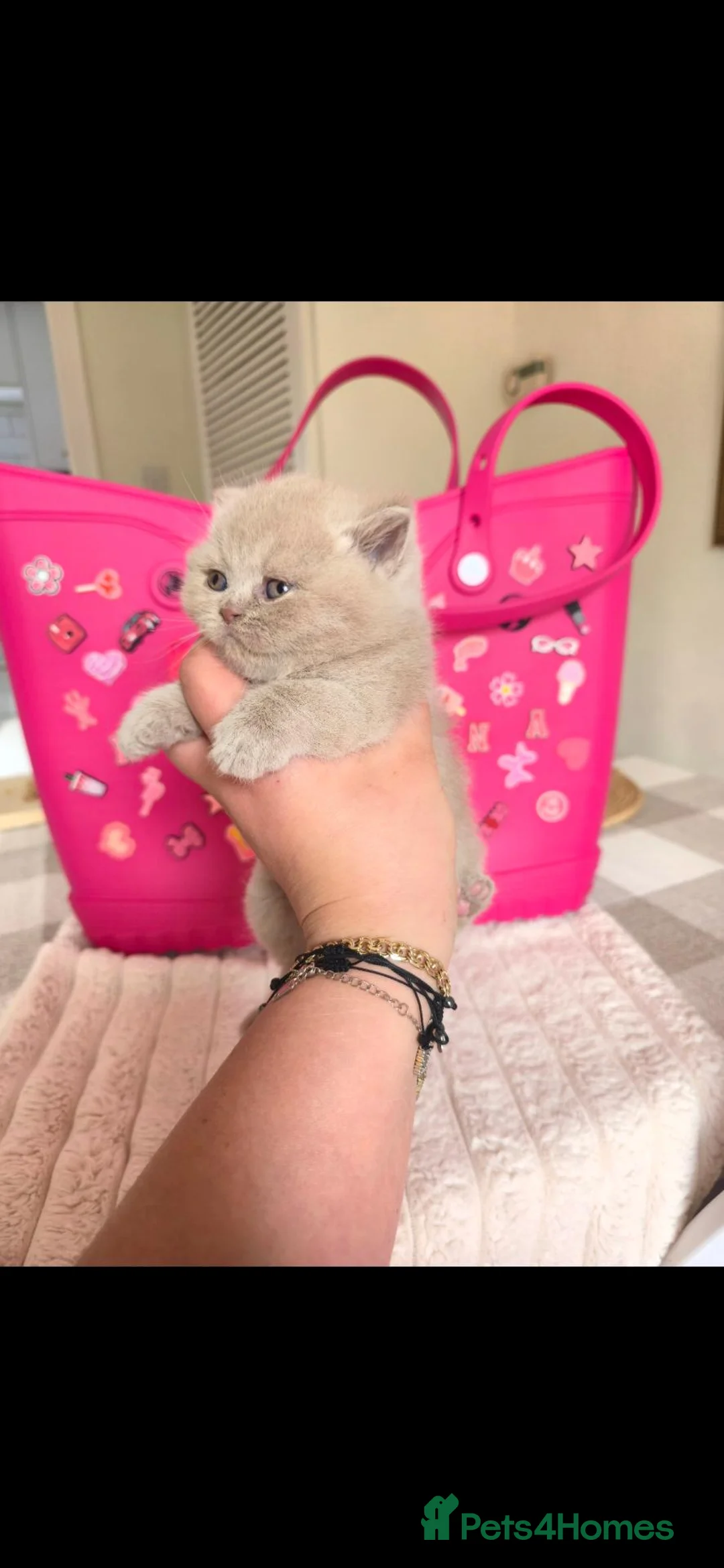 British Shorthair cats for sale: Best Quality Clasic BSH LILAC KITTENS - Advert 2