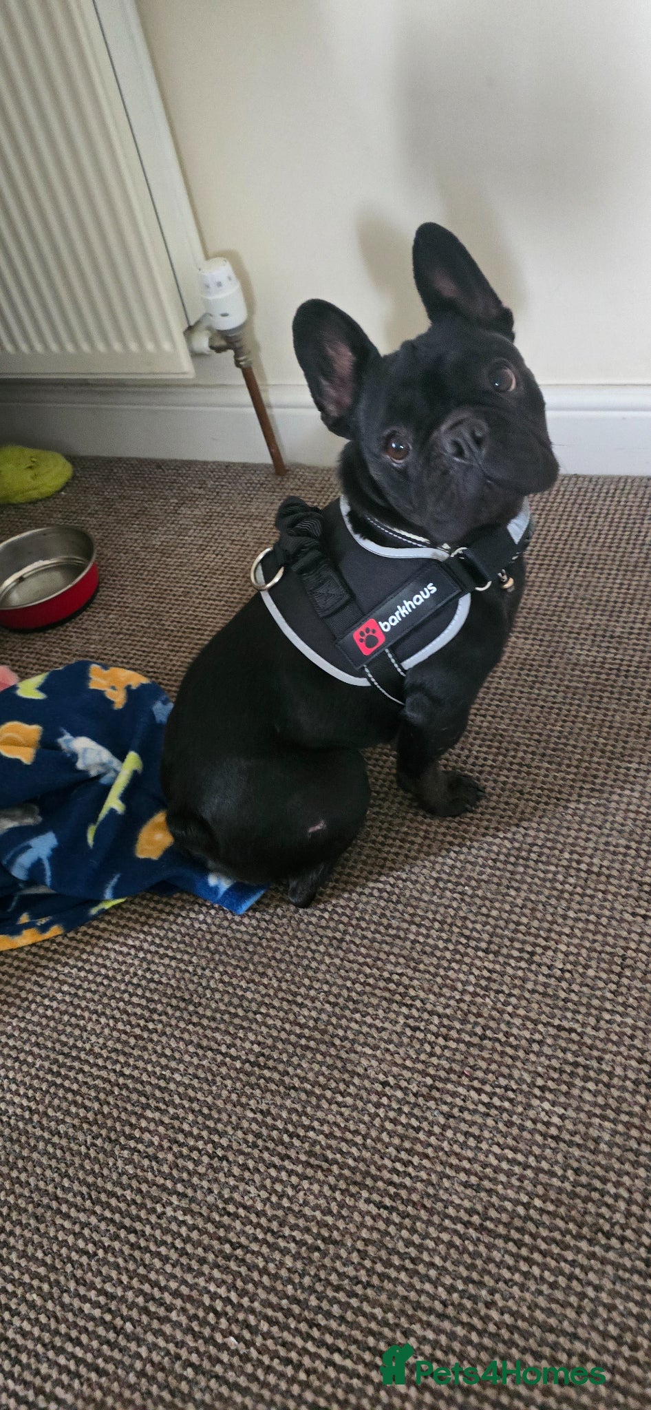 French Bulldog dogs REGRETFUL REHOME. FRIENDLY FRENCH BULLDOG F BLACK - Advert 7