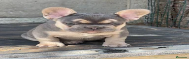 French Bulldog 2