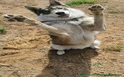 Saarloos Wolfdog dogs for sale: WEST SIBERIAN LAIKA TRAINED IMPORTED VIDEOS - Image 9