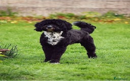 Mixed Breed dogs for sale: 🐾F3 Irish X Australian Labradoodle Puppies  - Image 1