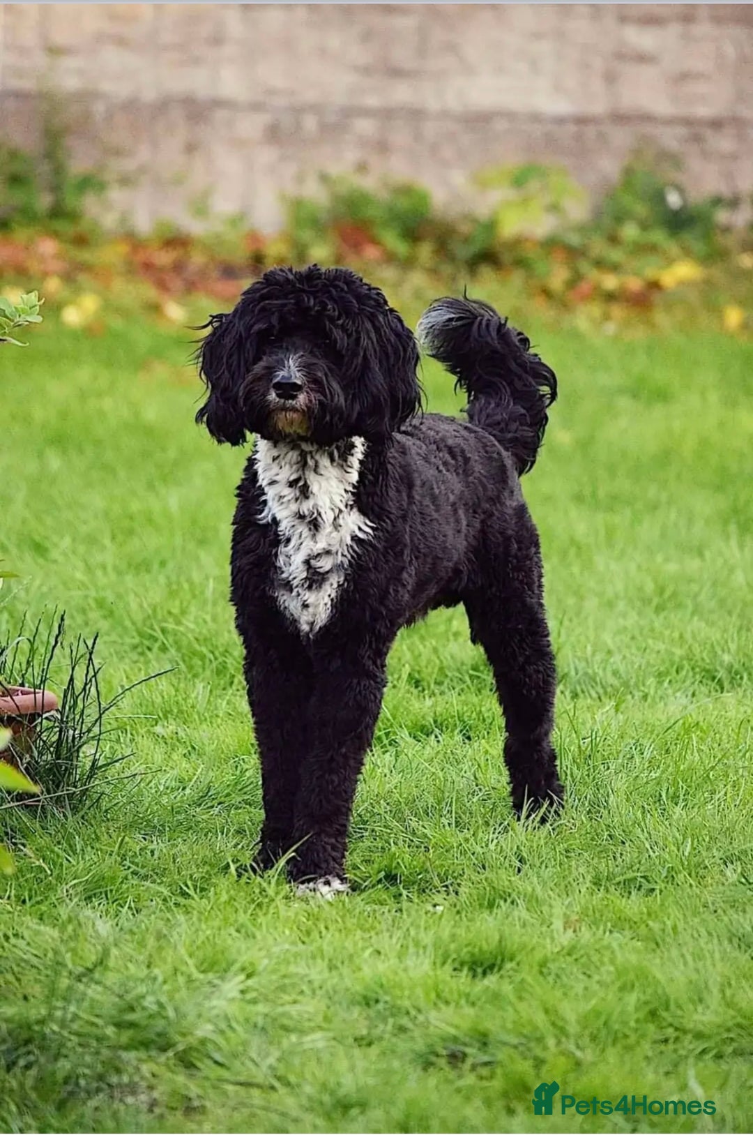 Mixed Breed dogs for sale: 🐾F3 Irish X Australian Labradoodle Puppies  - Image 1