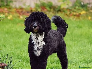 Mixed Breed dogs - Advert 3