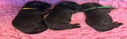 Labradoodle dogs for sale: Beautiful Chocolate Labradoodles  - Advert 2