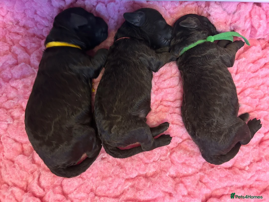 Labradoodle dogs for sale: Beautiful Chocolate Labradoodles  - Advert 2