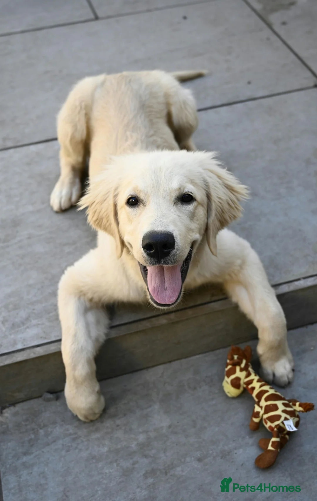 Golden Retriever dogs for sale: Golden retriever 6 months pup - Advert 2