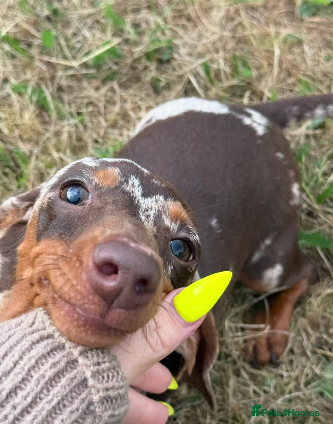 Miniature Dachshund dogs for sale: xXx Chocolate dapple 6 month female xXx - Advert 1