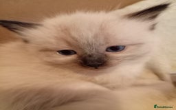 Ragdoll cats for sale: 6 ragdoll kittens  - Image 6
