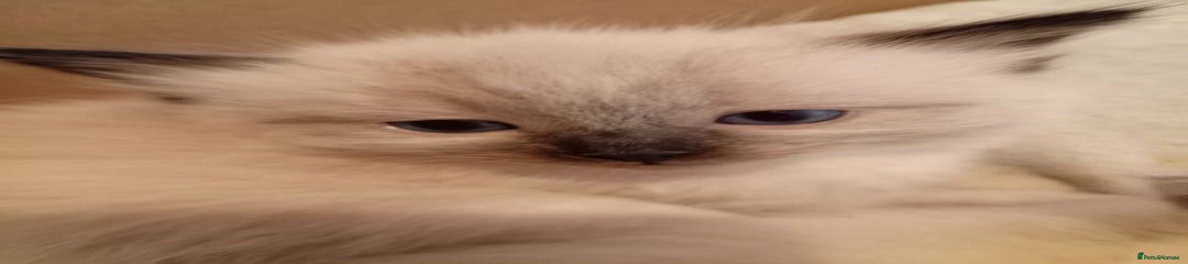 Ragdoll Kitten 1