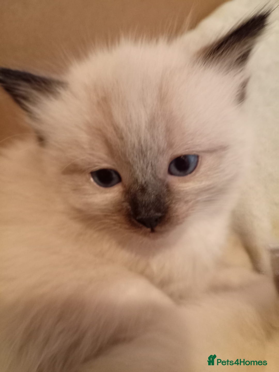 Ragdoll cats for sale: 6 ragdoll kittens  - Image 6