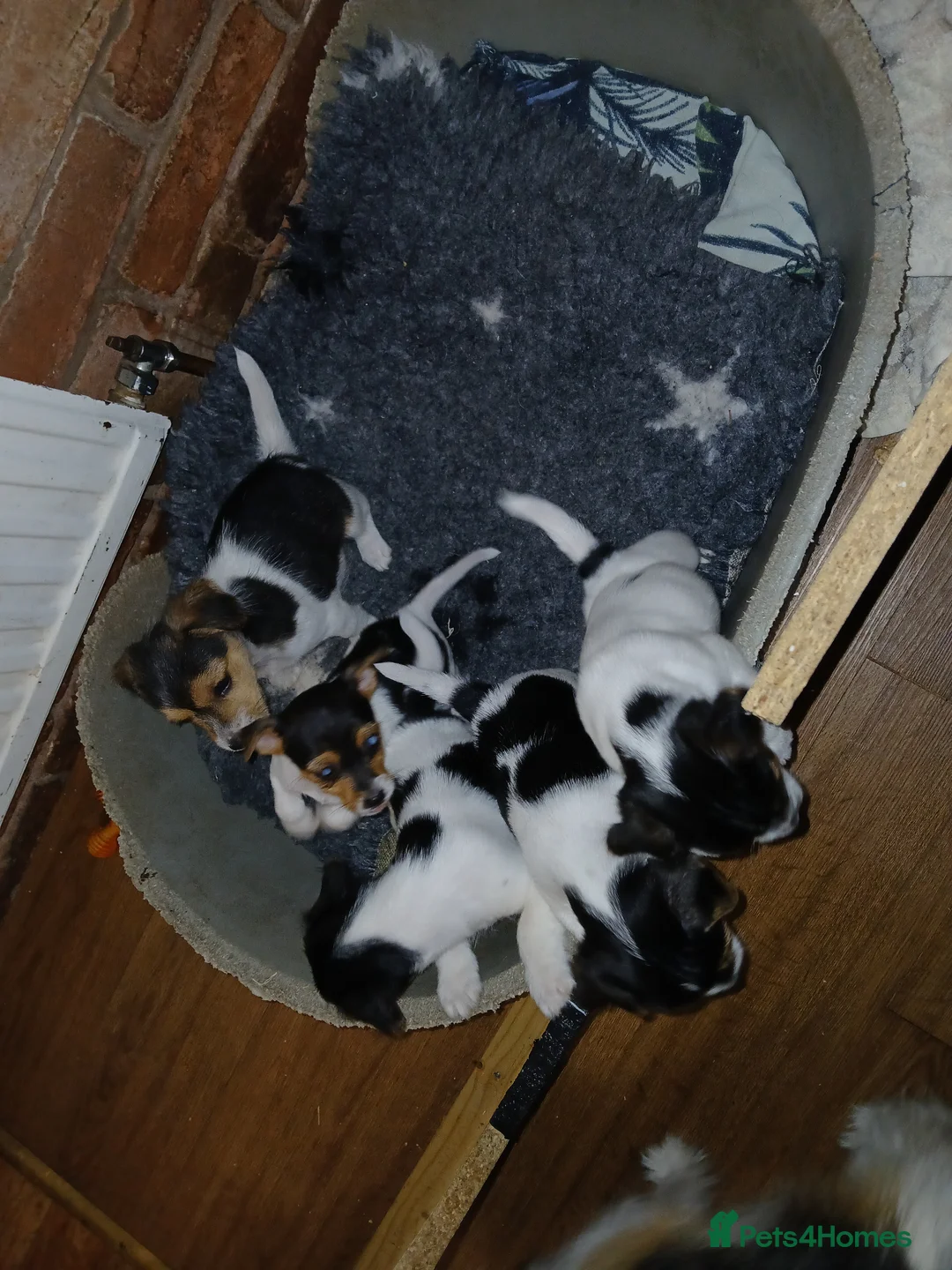 Jack Russell dogs for sale: Jack Russel puppies in Worcester - Advert 2