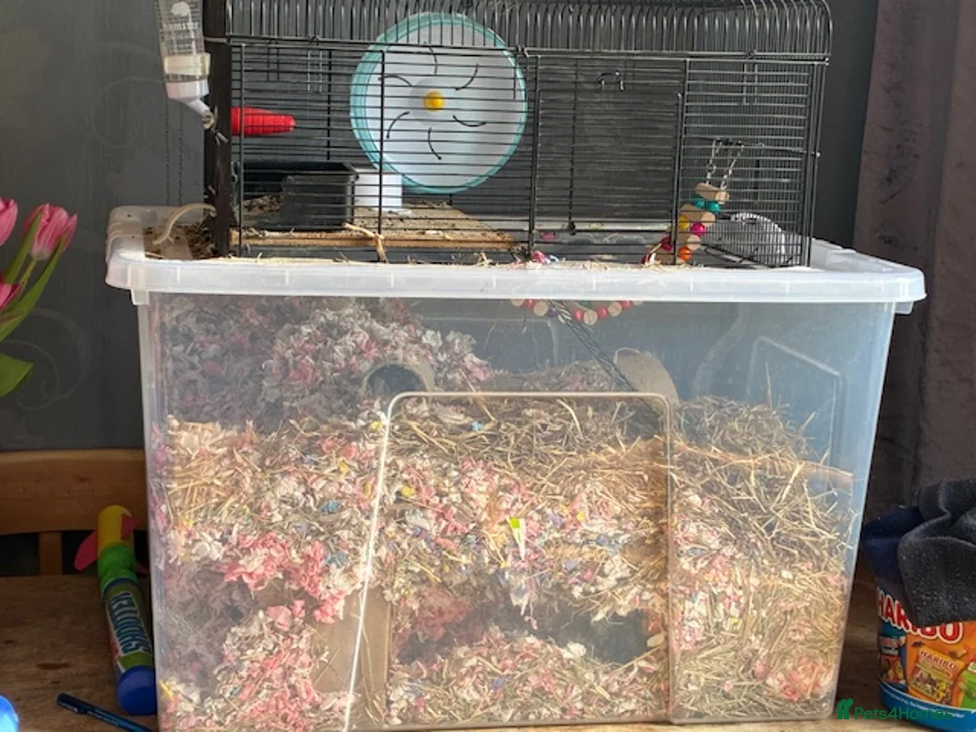 Gerbil rodents for sale: Young male gerbils - Advert 3