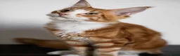Maine Coon cats for sale: 5 Beautiful Russian Import Kittens TICA - Advert 10