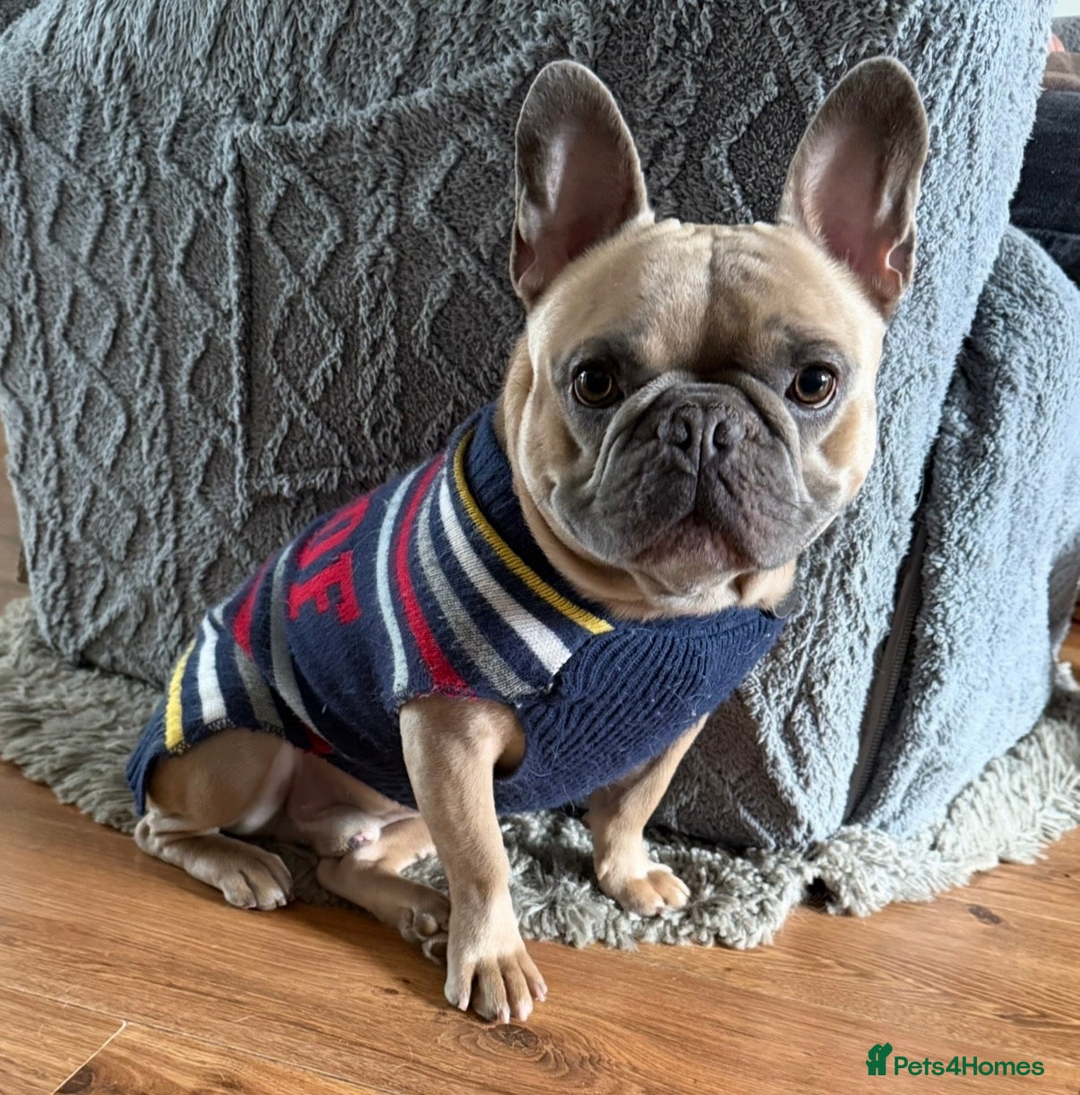 French Bulldog dogs Bailey (french bulldog)  - Advert 2