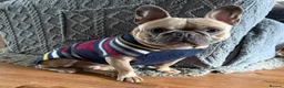 French Bulldog dogs for sale: Bailey (french bulldog)  in Orpington - Advert 1