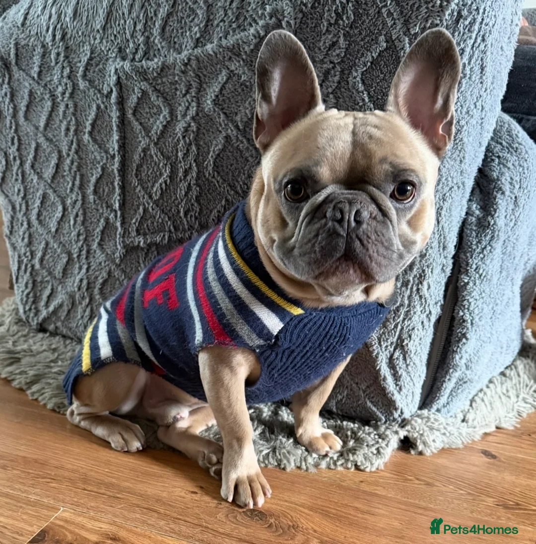 French Bulldog dogs for sale: Bailey (french bulldog)  in Orpington - Advert 1