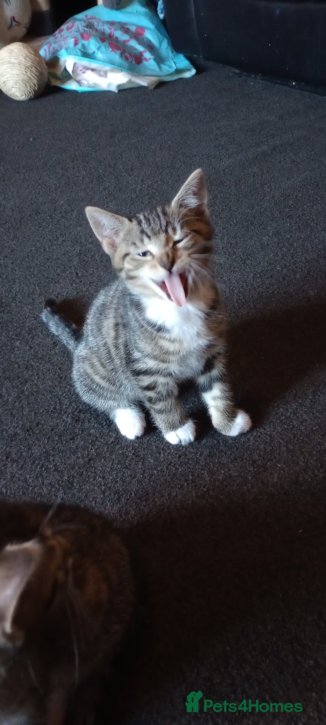 Mixed Breed cats for sale: 3 ADORABLE STRIPEY FURBALLS  - Image 5