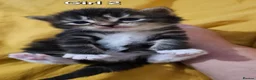 Mixed Breed cats for sale: 🐾❤️Cute tuxedo / tabby mix kittens ❤️🐾 - Advert 10