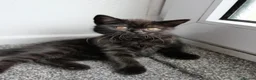 British Shorthair cats for sale: GCCF registered Black British Shorthair Kitten - Advert 8