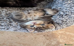 Mixed Breed cats for sale: 4 adorable Ragdoll/Tabby mix kittens - Image 5