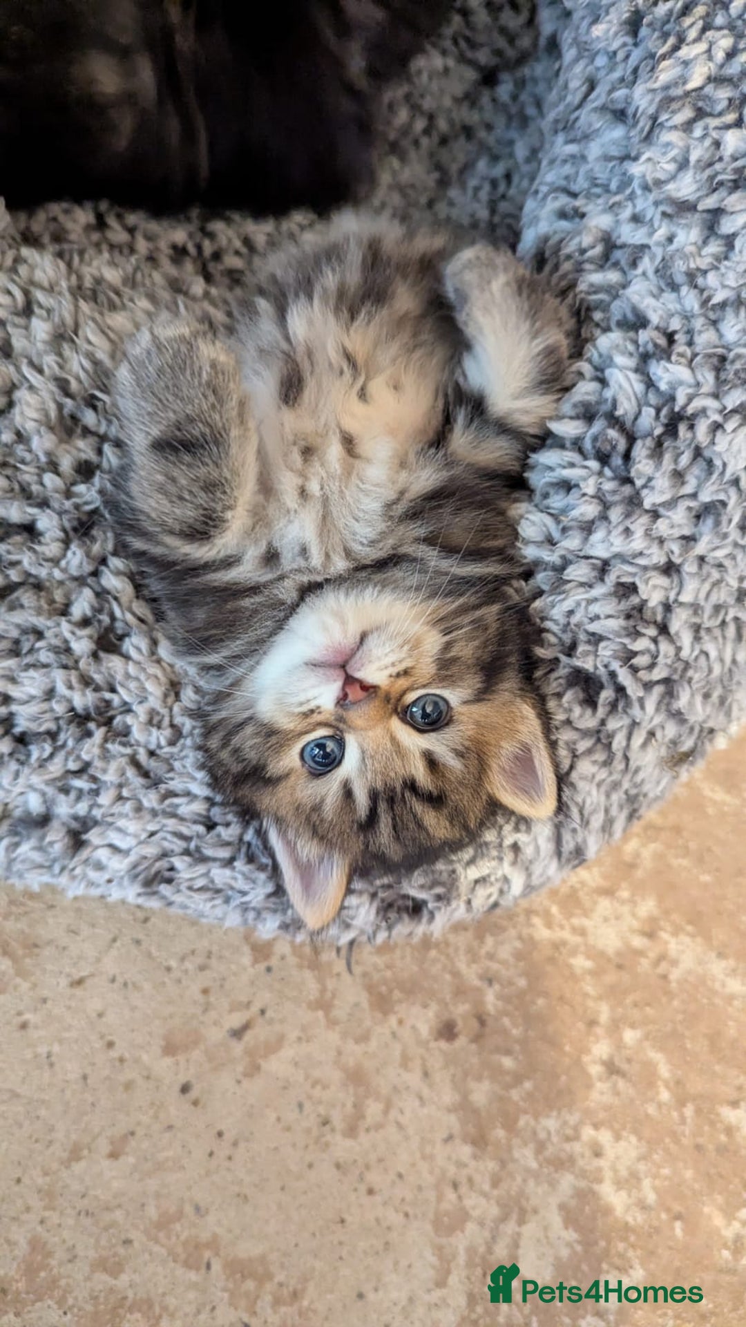 Mixed Breed cats for sale: 4 adorable Ragdoll/Tabby mix kittens - Image 5