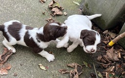 English Springer Spaniel dogs for sale: Springer spaniel puppies - Image 2