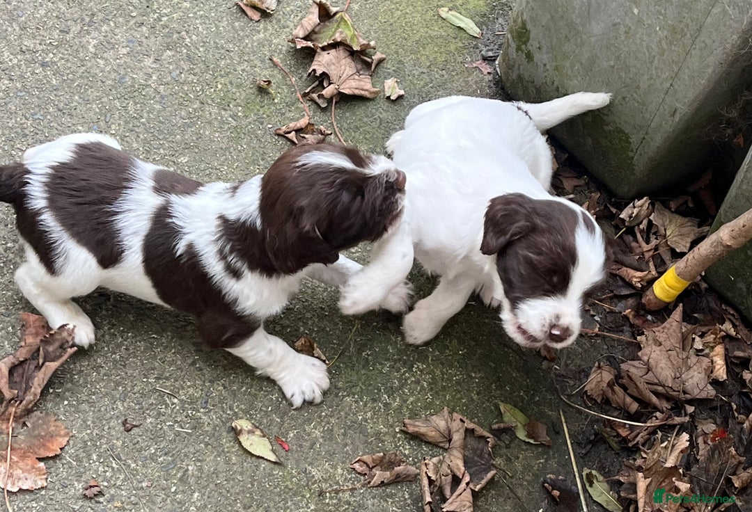 English Springer Spaniel dogs for sale: Springer spaniel puppies - Image 2