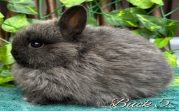Netherland Dwarf rabbits for sale: Show Quality Pure Bred Netherland Dwarfs - Image 6
