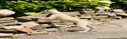 Whippet dogs for sale: Beautiful KC Whippet boy Puppy  - Advert 13
