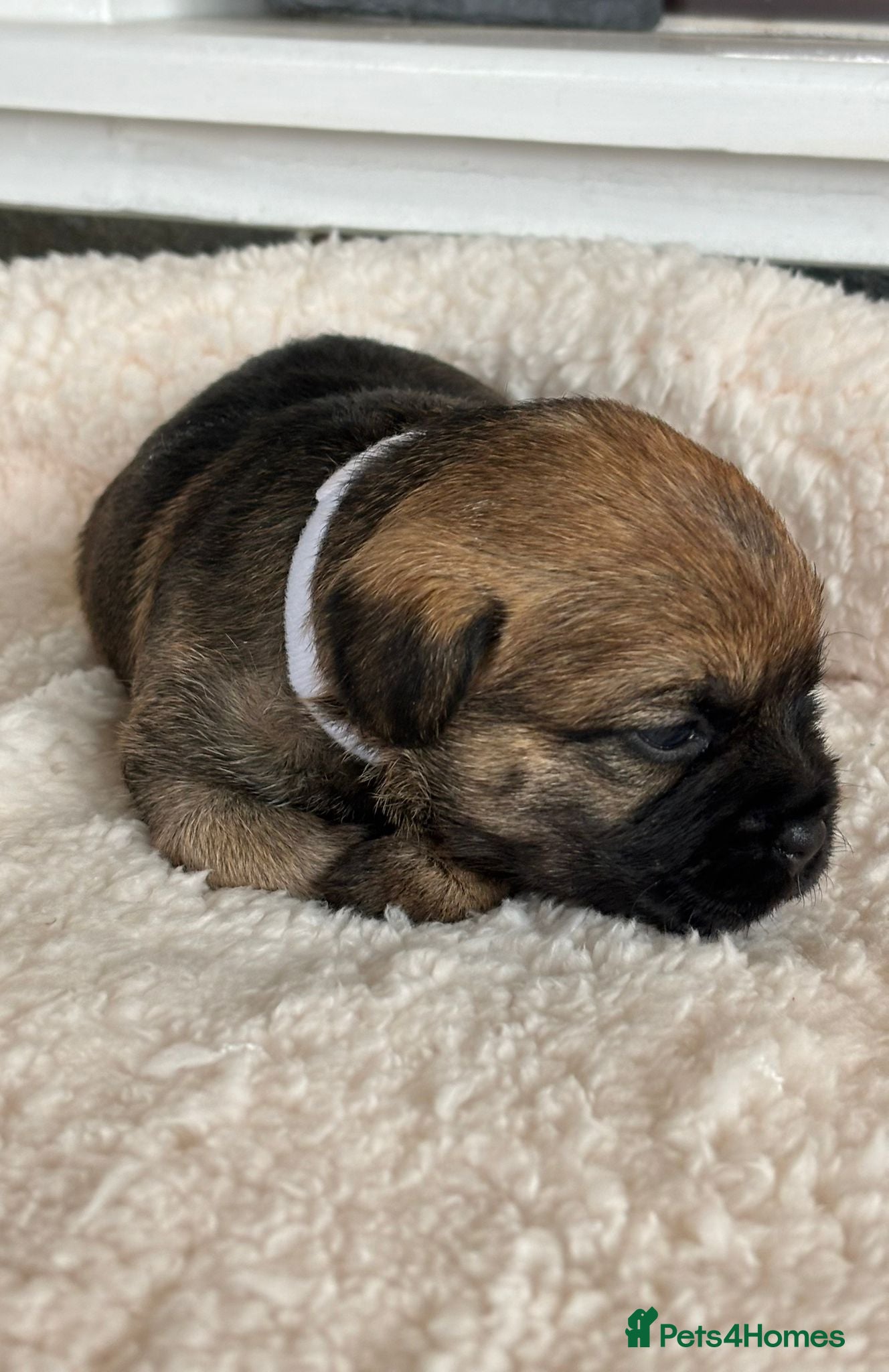 Border Terrier dogs Border terrier puppies  - Advert 2
