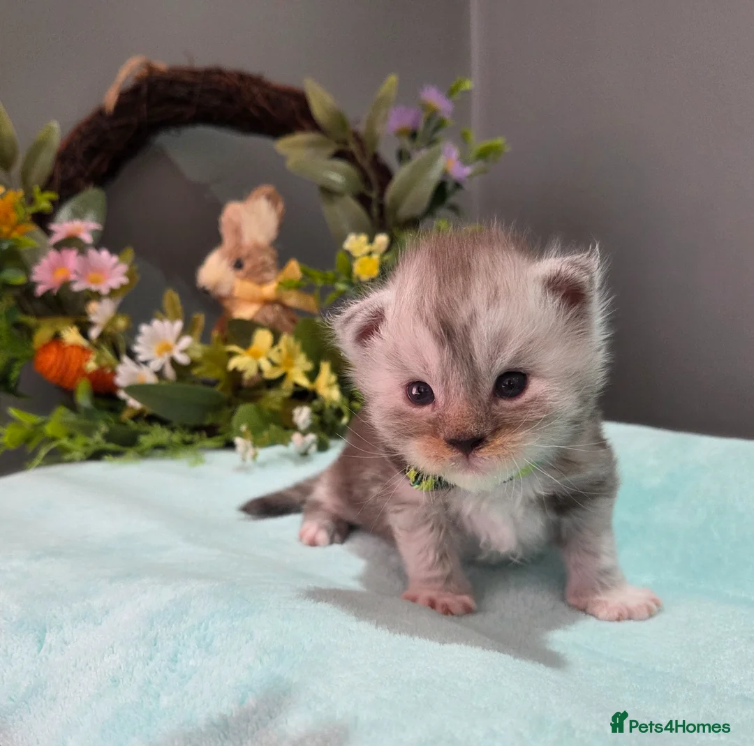 Maine Coon cats for sale: Imported champion line kittens - Advert 1