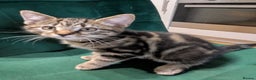 Bengal cats for sale: Bengal x American Maine Coon - Ready To Go!  - Advert 11