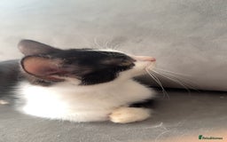 Ragdoll cats for sale: Gorgeous ❤️Bengal-Ragdoll Mix Kitten – £200 Today - Image 5