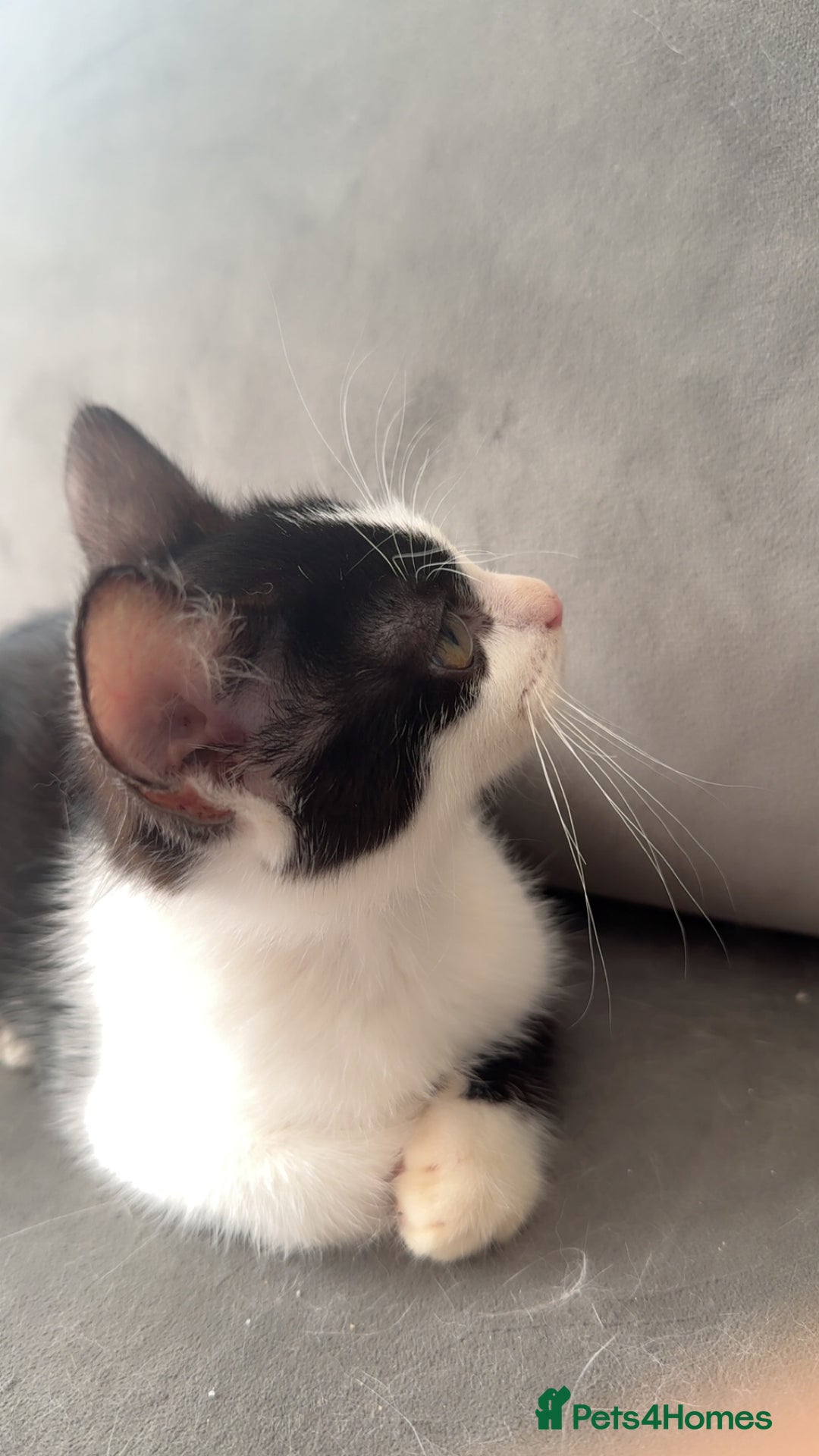 Ragdoll cats for sale: Gorgeous ❤️Bengal-Ragdoll Mix Kitten – £200 Today - Image 5