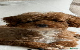 Cockapoo dogs for sale: Exceptional deep red and cream puppies  - Image 2