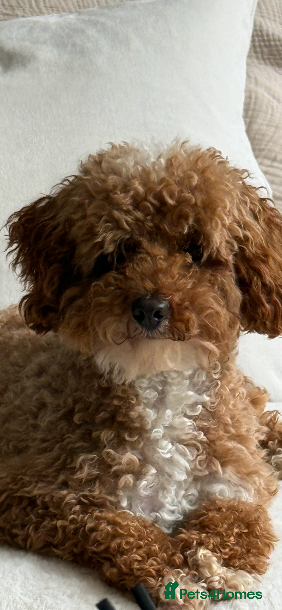 Cockapoo dogs for sale: Exceptional deep red and cream puppies  - Image 2