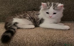 Mixed Breed cats for sale: Beautiful grey and white fluffy boys - Image 5