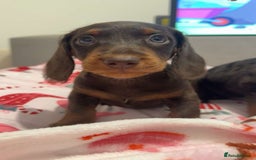 Doxiepoo dogs for sale: Stunning doxiepoos ready November 3rd - Image 1