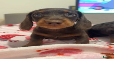 Doxiepoo dogs - Advert 10