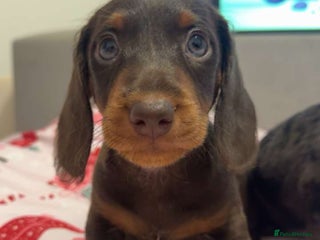 Doxiepoo dogs - Advert 4