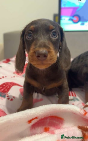 Doxiepoo dogs - Advert 1