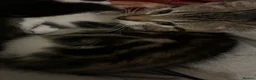 Mixed Breed cats for sale: Cats for sale  - Advert 9